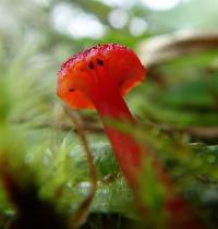 Hygrocybe cantharellus image