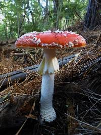 Amanita muscaria image