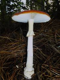 Amanita muscaria image