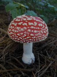 Amanita muscaria image