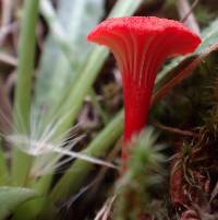 Hygrocybe cantharellus image