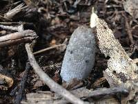 Coprinopsis lagopus image