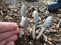 Coprinopsis lagopus image