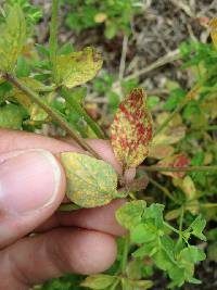 Melampsora euphorbiae image