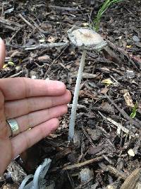 Coprinopsis lagopus image