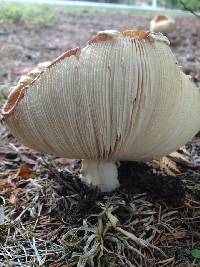 Amanita muscaria image