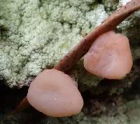 Baeomyces heteromorphus image