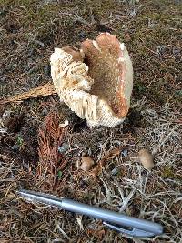 Amanita muscaria image