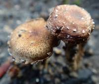 Pholiota subflammans image