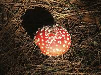 Amanita muscaria image