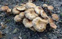 Pholiota subflammans image