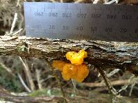 Tremella mesenterica image