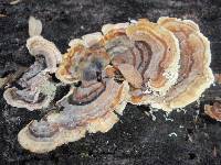 Trametes versicolor image