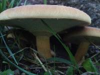 Agrocybe parasitica image