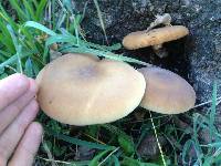 Agrocybe parasitica image