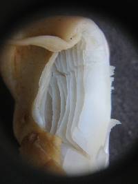 Agrocybe parasitica image