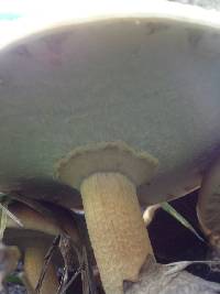 Agrocybe parasitica image