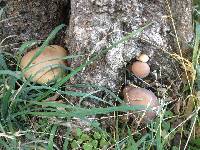 Agrocybe parasitica image