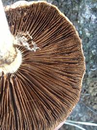 Agrocybe parasitica image