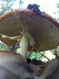Amanita muscaria image