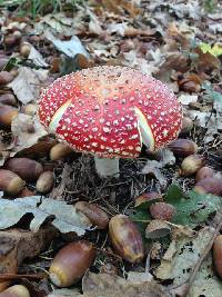 Amanita muscaria image