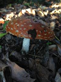 Amanita muscaria image