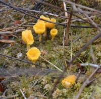 Lichenomphalia alpina image