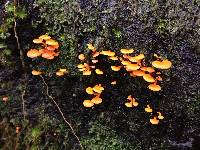 Favolaschia calocera image