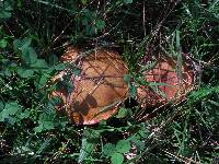 Suillus granulatus image