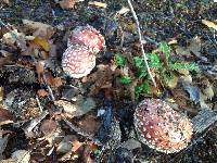 Amanita muscaria image