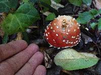 Amanita muscaria image