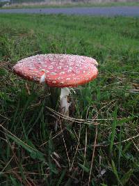 Amanita muscaria image