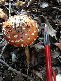 Amanita muscaria image