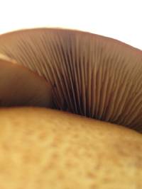 Gymnopilus junonius image