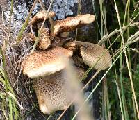 Agrocybe parasitica image