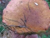 Suillus granulatus image