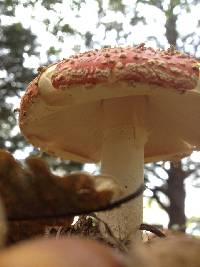 Amanita muscaria image