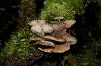 Armillaria novae-zelandiae image