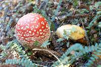 Chalciporus piperatus image