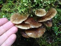 Armillaria novae-zelandiae image