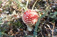 Amanita muscaria image