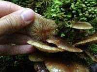 Armillaria novae-zelandiae image