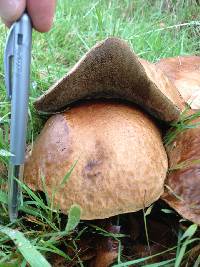 Leccinum scabrum image