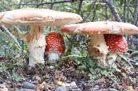 Amanita muscaria image