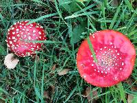 Amanita muscaria image