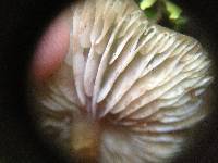 Armillaria novae-zelandiae image