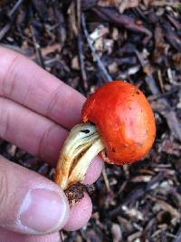 Leratiomyces erythrocephalus image