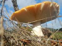 Amanita muscaria image