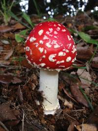 Amanita muscaria image