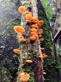 Favolaschia calocera image